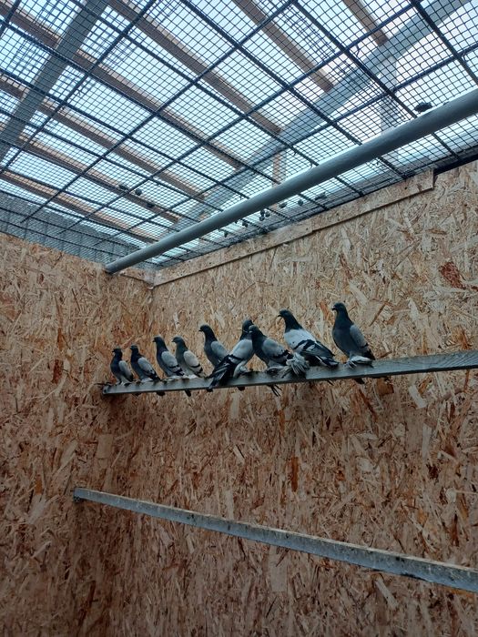 Голуби(молодежь) бойные