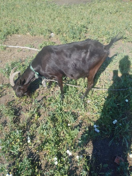 Продам двойную козу