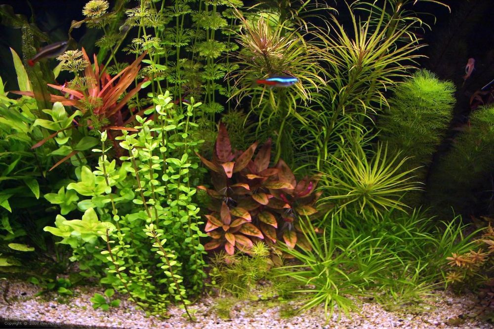 Аквариумные растения для вашего аквариума