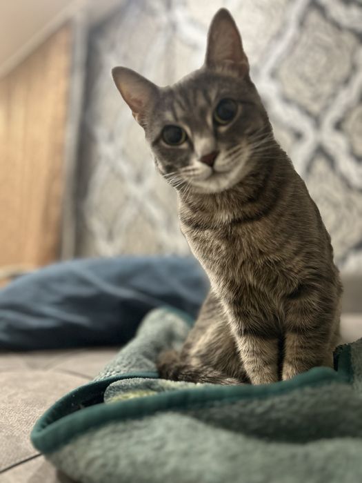 Отдам кота на передержку до марта