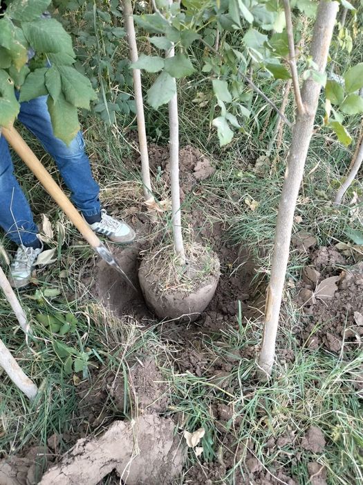 Вяз карагаш тополь клён