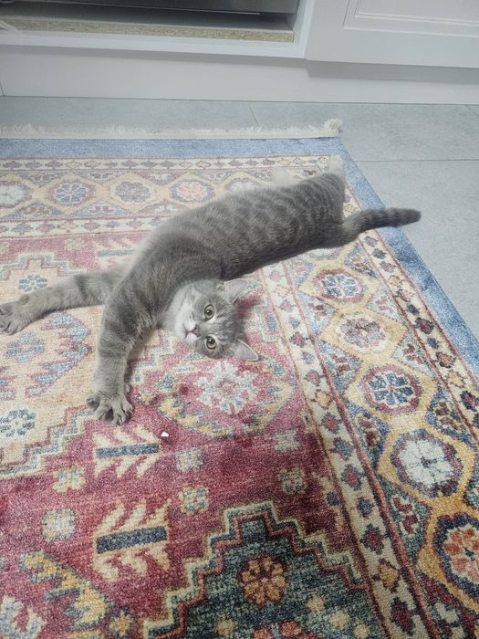 Отдам котенка бесплатно