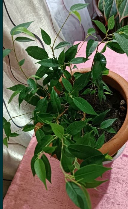 Продам фикус Бенджамина