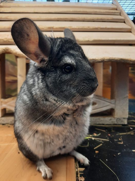 Прекрасные друзья Шиншиллы