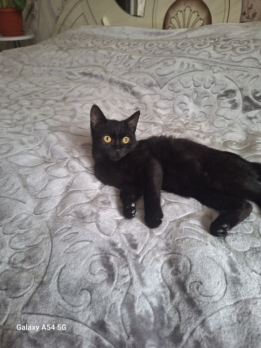 Отдам котёнка (мальчик)