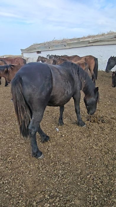 Продам кобыл, жеребят, биелер, байталдар