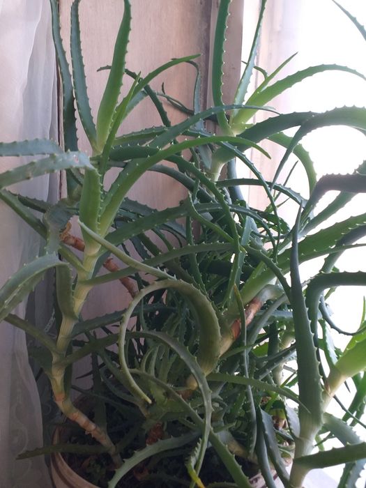 Алое лечебное.самое эффективное