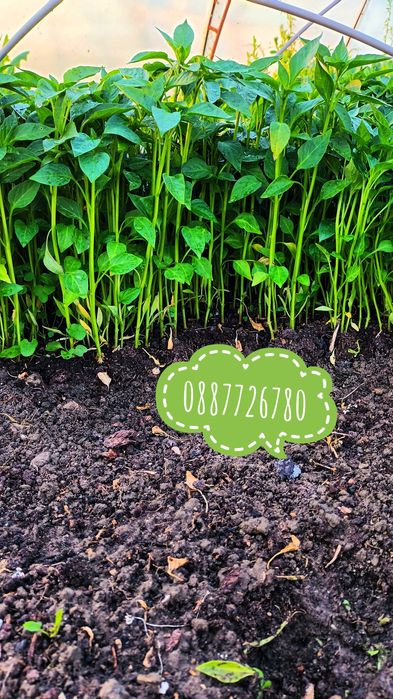 Готов разсад ранни домати краставици ягоди