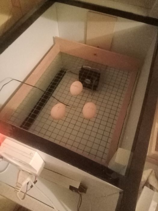 Принимаю заказы на инкубационные  яица