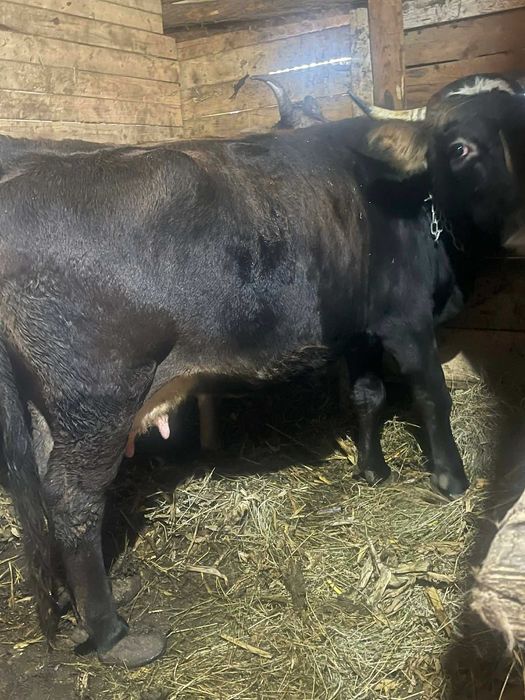 De vinzare vaca cu vitel