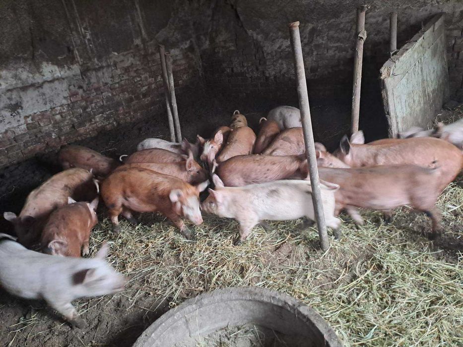 Малки Прасета бели и червени