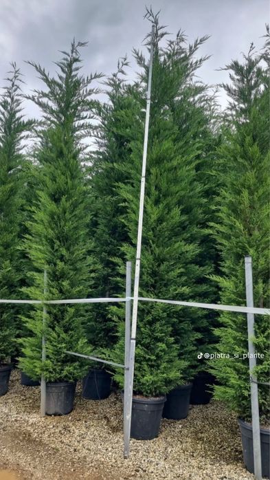 Leylandii, tuia spirala, tuia pe tija