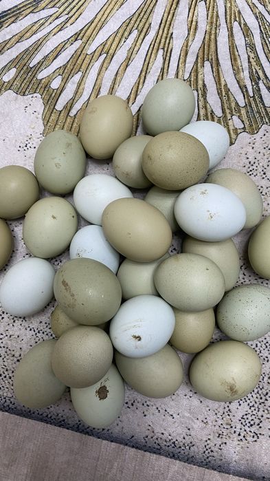 Инкубационные яйца Ухейилюй/Лакеданзе