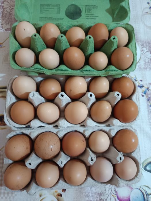 Cocoș din primăvară