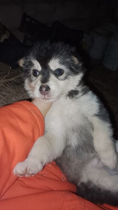 Щенок хаски красивый
