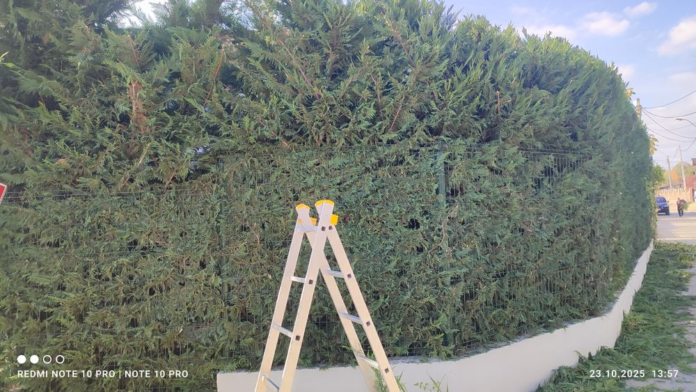 Toaletare gard viu/tuia