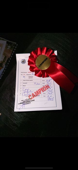 Iepuri berbec german mascul femela pui