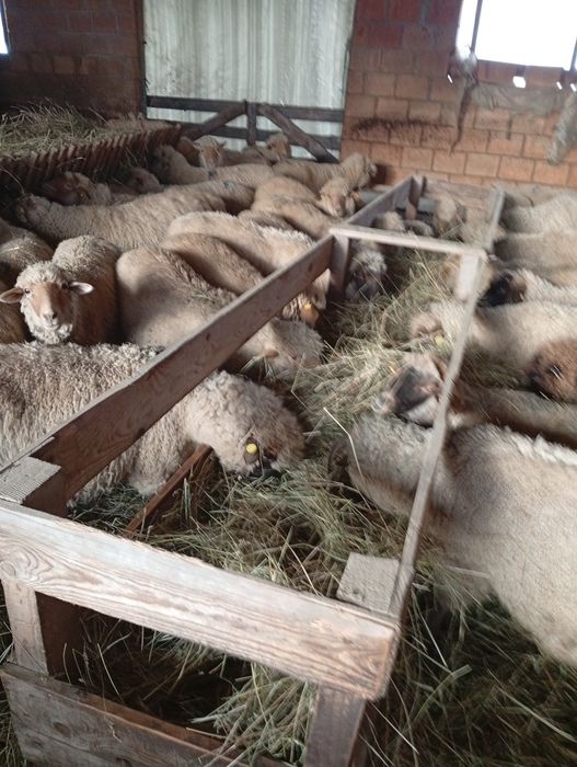 Oi tinere de vânzare