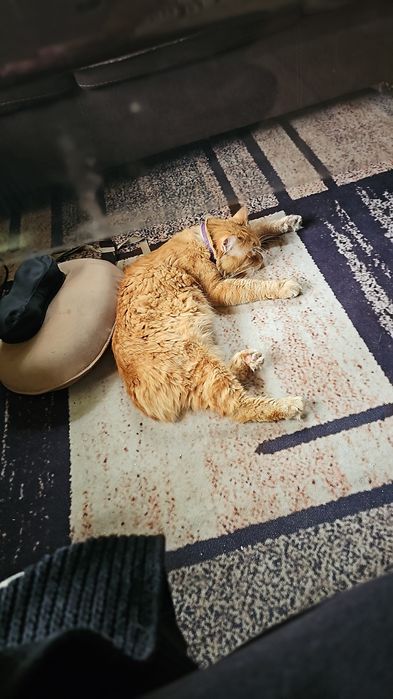 SOS Пропал кот SOS