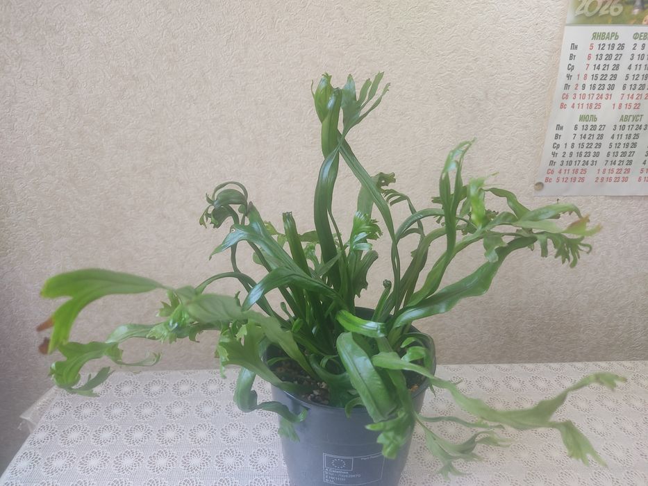 Продам комнатные растения