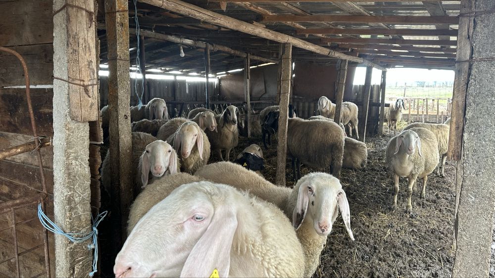 De vanzare oi bergamasca