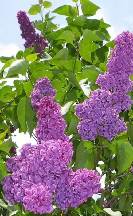 Сирень   свежая...