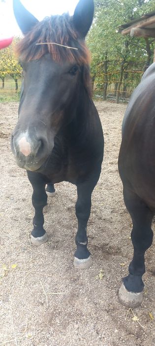 Vând iapă cu mânză
