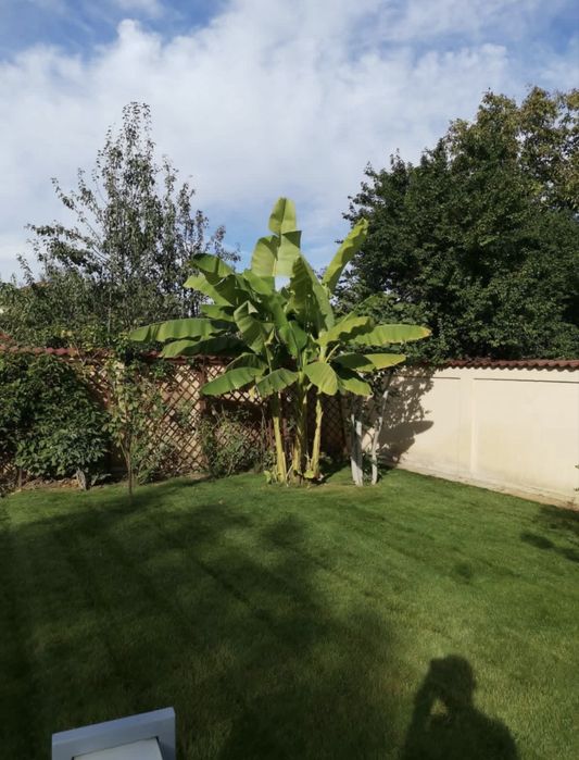 Amenajare si intretinere gradini AMO GARDEN