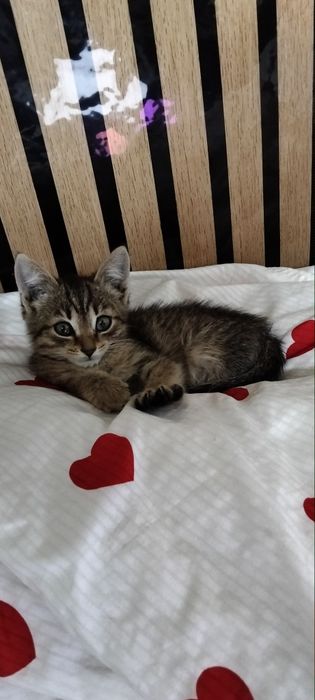 Отдам котёнка, девочка