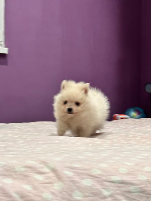 Померан, померани