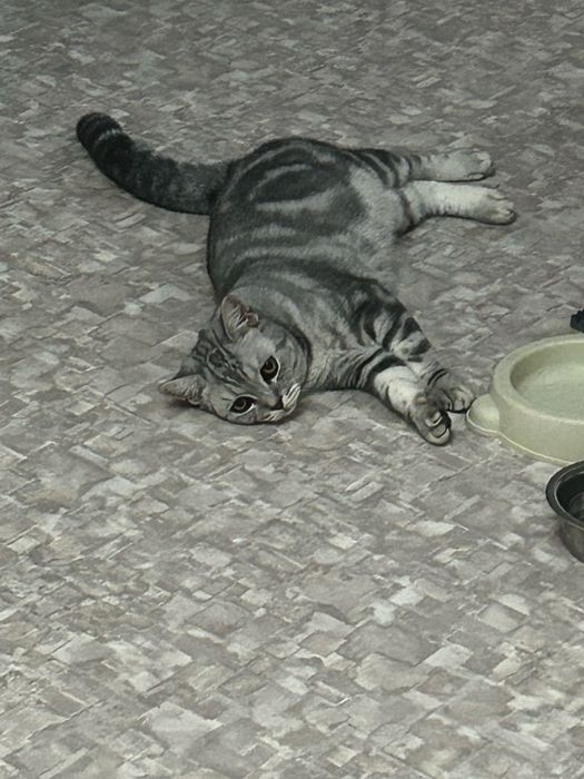 продам шотландского кота