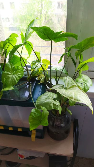 Продам Хлорофитум и Сигнониум.