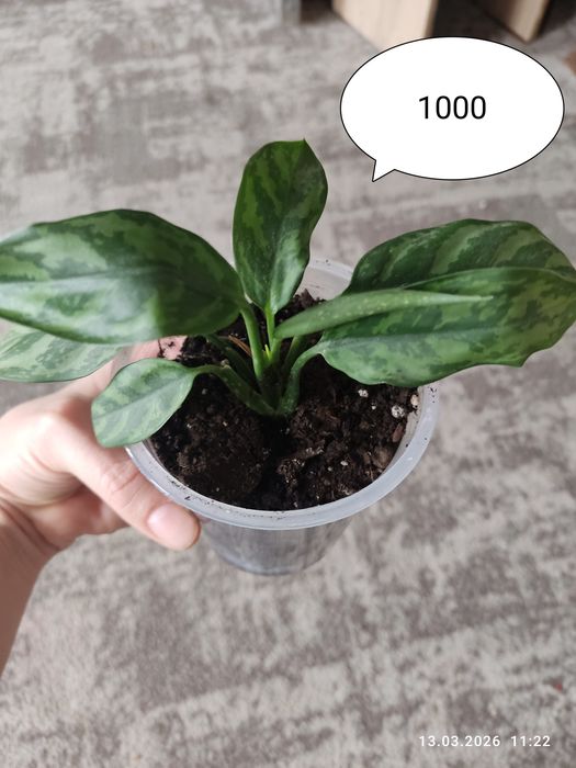 Аглаонема.Продам укоренённые отростки.