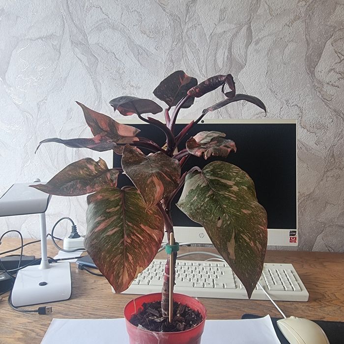 Филодендрон розовая принцесса галакси