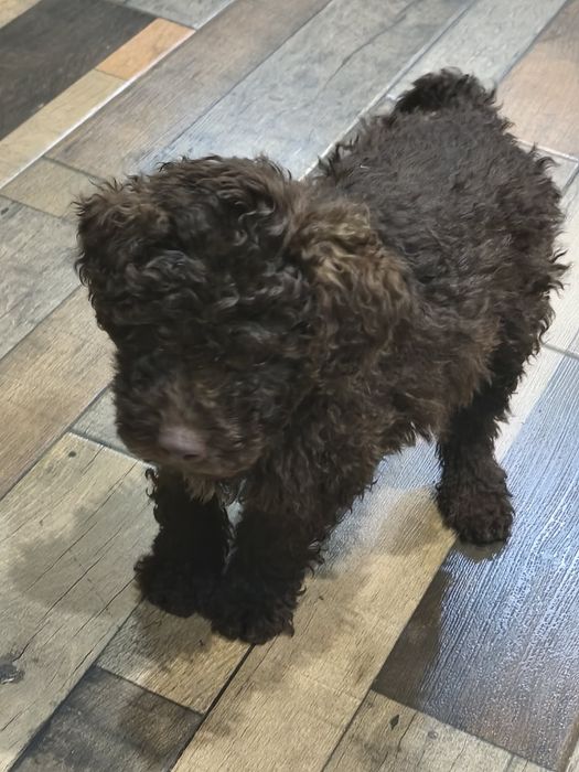 Лагото романьол кафяво бебе