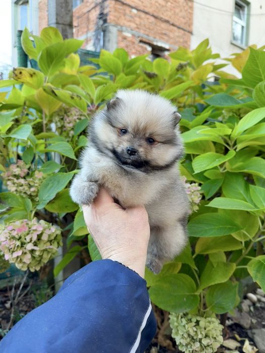 Померан мини момче. Померанче