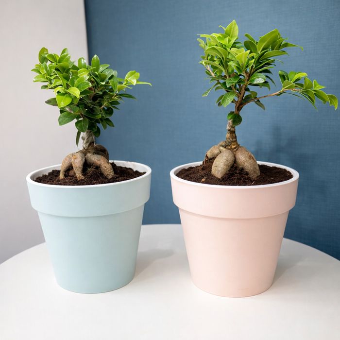 Продам комнатные растения