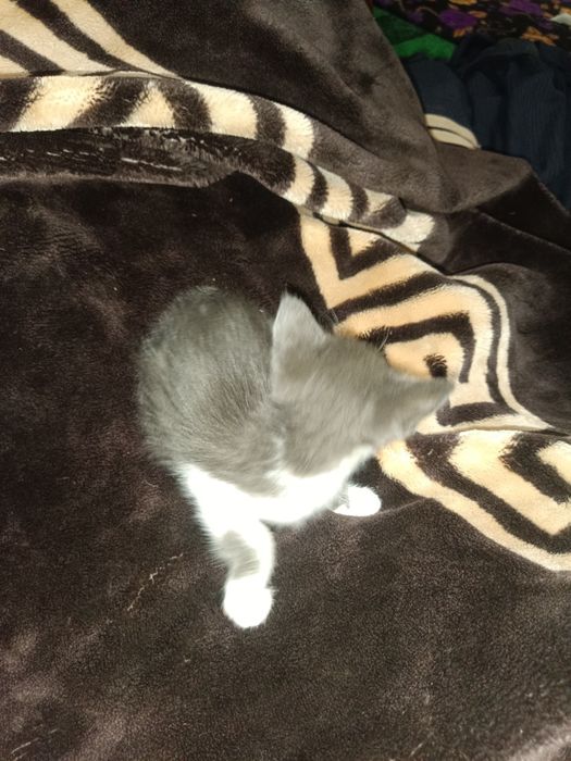 mushuk bolasi kichkina