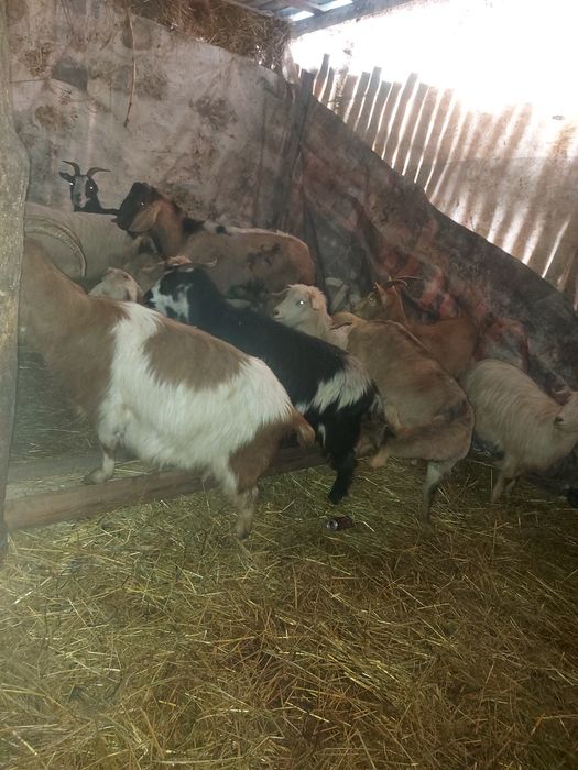 Vând capre tinere  sau schimb cu vaca