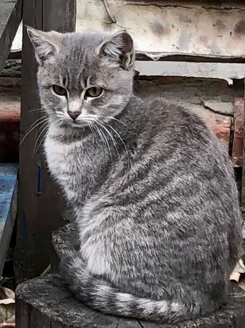 Ищем любящих хозяев, в дальнейшем с прослеживанием