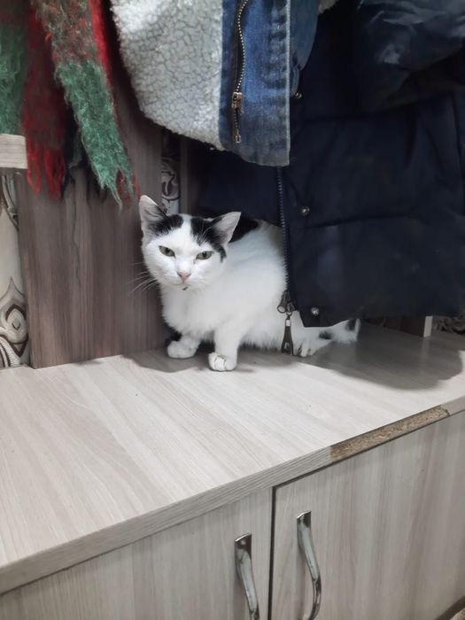 Кошечки нуждаются в  доме!
