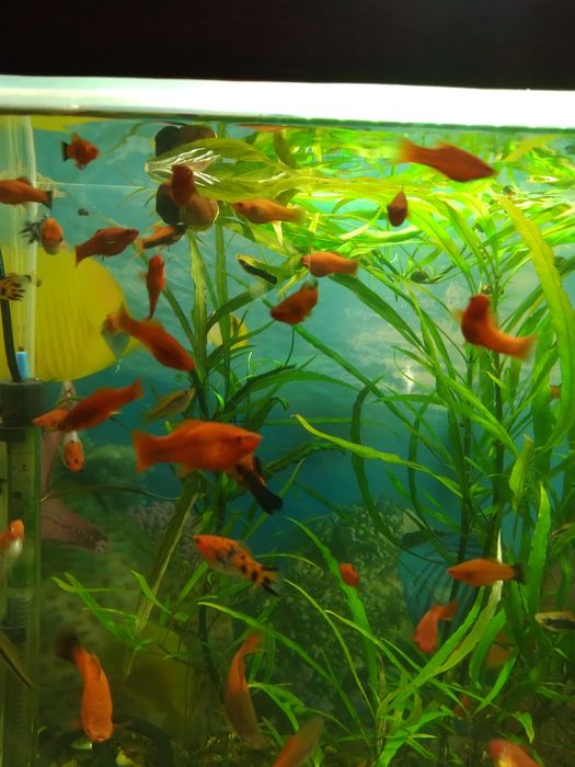 Продам рыбок меченосцев