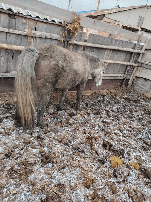 Продается Кабыла 6 лет