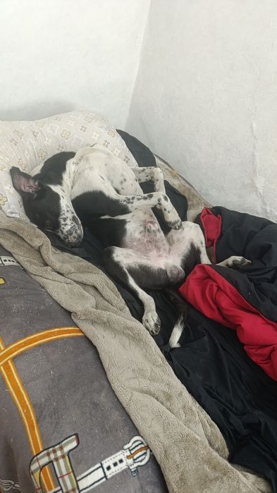 ПРОПАЛА СОБАКА породы стаффорд