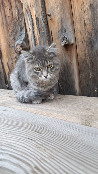Красивый котик ищет дом
