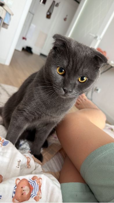 Котенок британец вислоухий продам