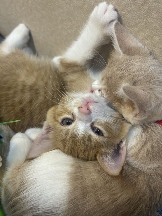 Маленькие, домашние , котята! Мальчики