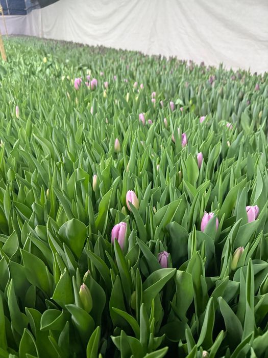 Тюльпаны оптом к 8 марта , от теплицы.