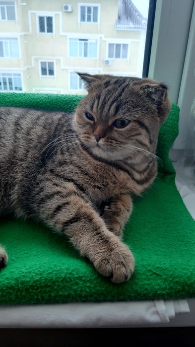 Отдам в добрые руки