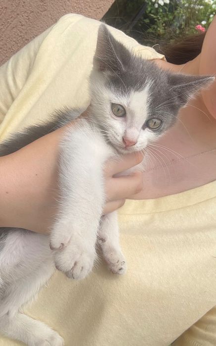 Pui de pisica spre adoptie